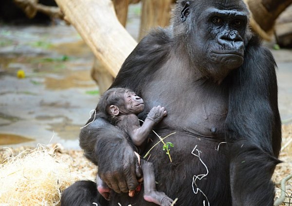 Забота о детях помогает самцам горилл в любви