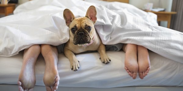 Ученые рассказали, почему полезно спать с собаками, а с кошками нет