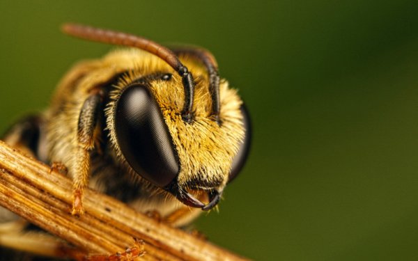 Энтомологи впервые нашли пчелу с двумя отцами, но без матери