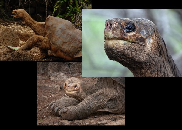 Геном Одинокого Джорджа раскрыл секрет долгожительства гигантских черепах