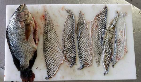 Бразильские ученые научились лечить ожоги рыбьей кожей