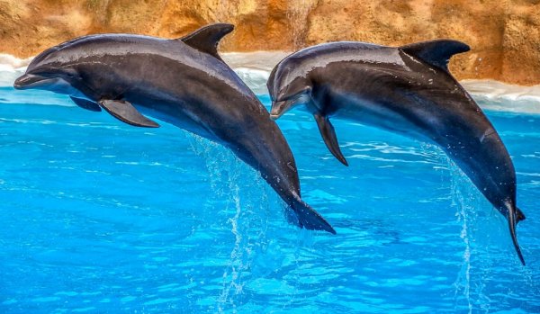 Ученые выявили у дельфинов разные диалекты
