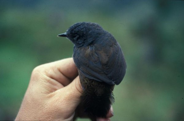 В Бразилии была обнаружена редчайшая птица