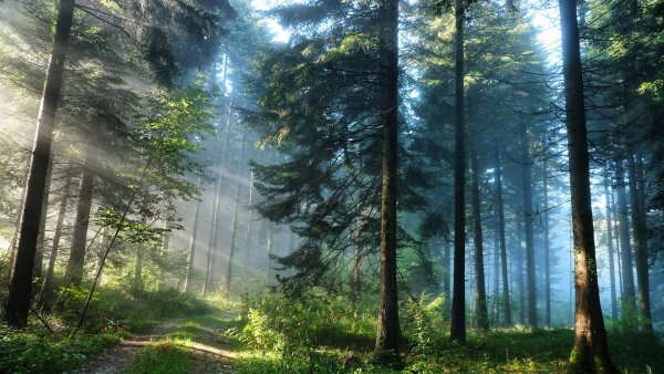 Эксперты ошиблись в вычислении ресурсов лесного углерода