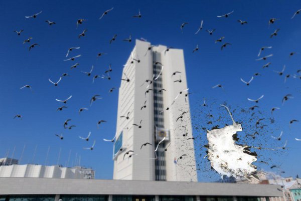 «Всё в помёте? Богатым будешь!»: Администрация Приморского края поддалась атаке голубей