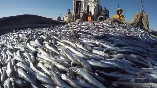 Плевок в лицо рыбакам: В Новороссийске неизвестные «оккупировали» рыбацкую бухту ради незаконной стройки